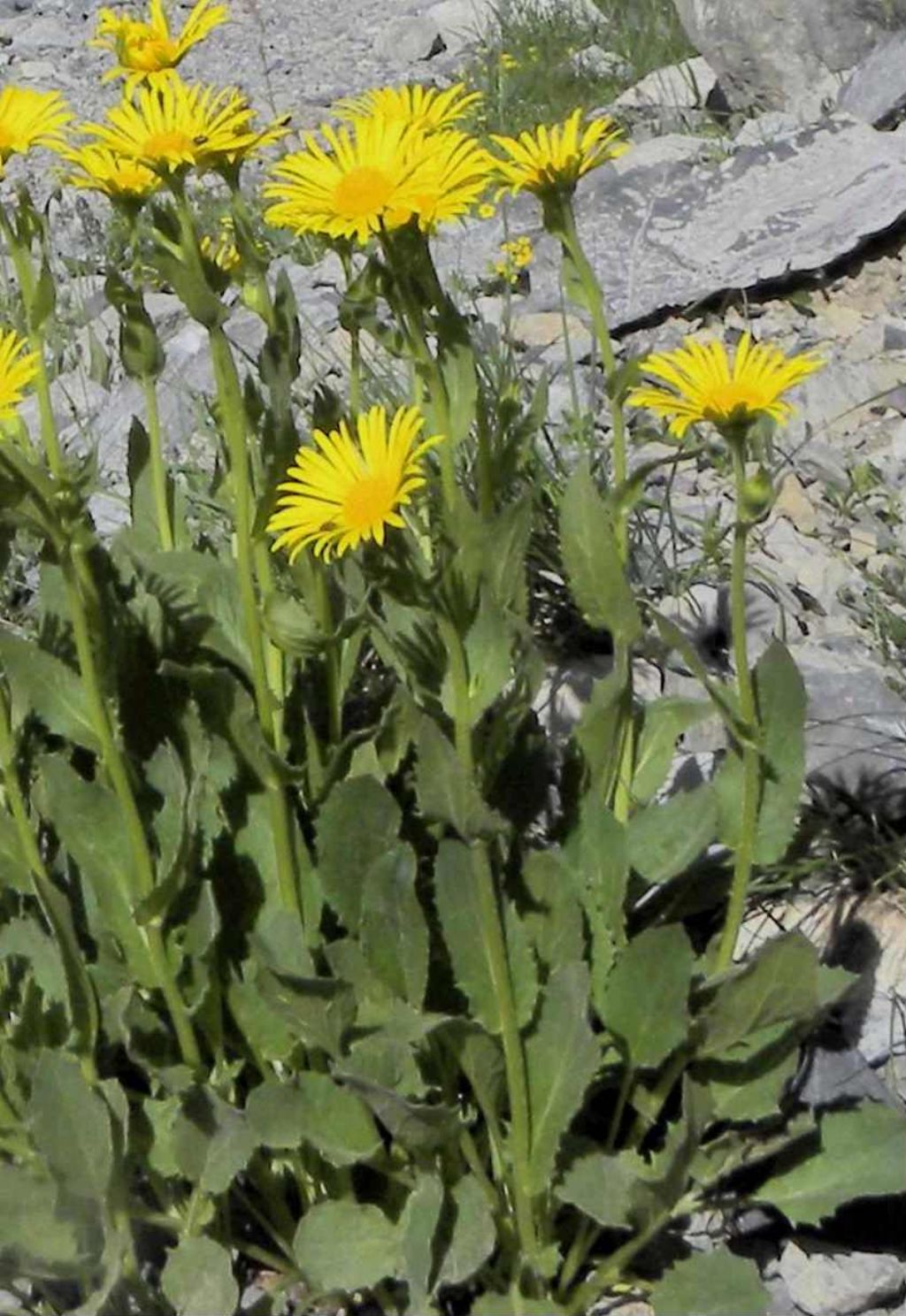 Doronicum grandiflorum / Doronico dei macereti